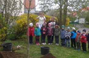  Sázení stromu / Kaštan jedlý 8.4.