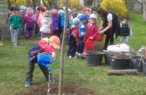  Sázení stromu / Kaštan jedlý 8.4.