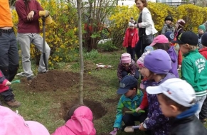  Sázení stromu / Kaštan jedlý 8.4.