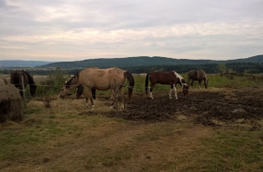 Výlet za zvířátky 21.9.